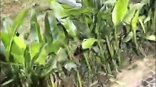 Spicy bimbo interracial soul-stirring sex video