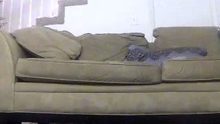 Amateur blonde masturbates on webcam