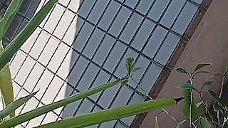 Peeing on a Potted Plant