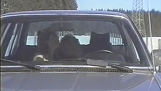 Bavarian Joyride Private Gruppensex Party Orgie